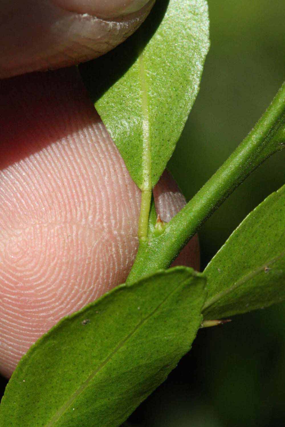              Petiole (Riverside, CA)       